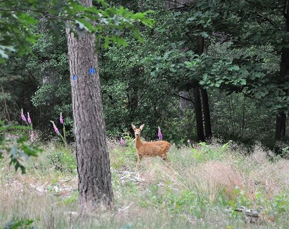 Vandaag gezien in Bosland... - Hechtel-Eksel