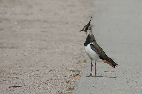 Vandaag gezien in het Hageven - Pelt