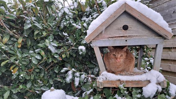 Vandaag gezien... op 't Hent - Pelt