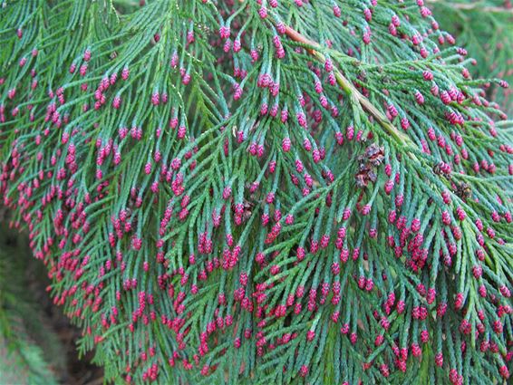 Vandaag gezien: thuja-bloemetjes - Hechtel-Eksel