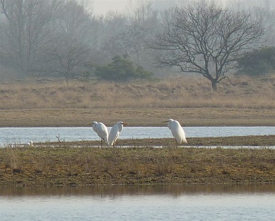 Vandaag gezien: zilverreigers - Neerpelt