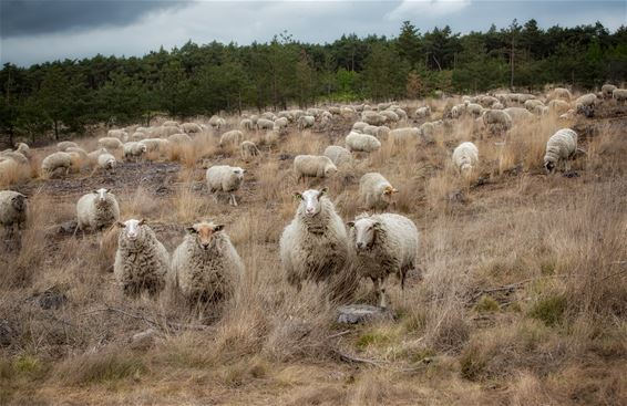 Vandaag in Blekerheide - Lommel