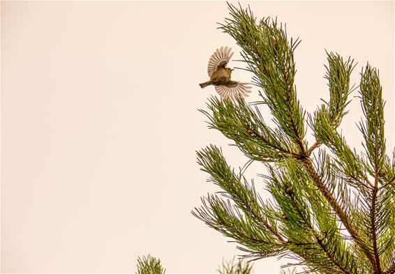 Vandaag in de Blekerheide - Lommel