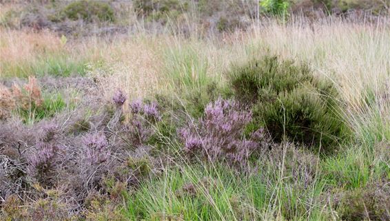 Vandaag in de Blekerheide - Lommel