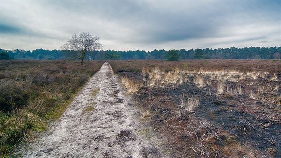 Vandaag in de Heuvelse Heide - Lommel