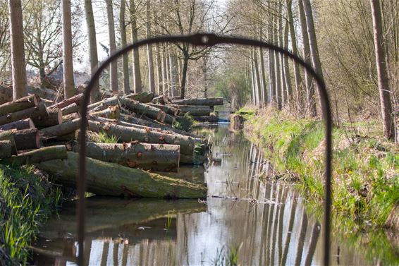 Vandaag in de Kolonie - Lommel