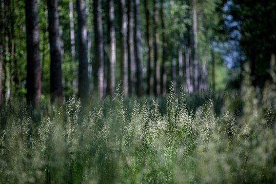 Vandaag in de Kolonie - Lommel