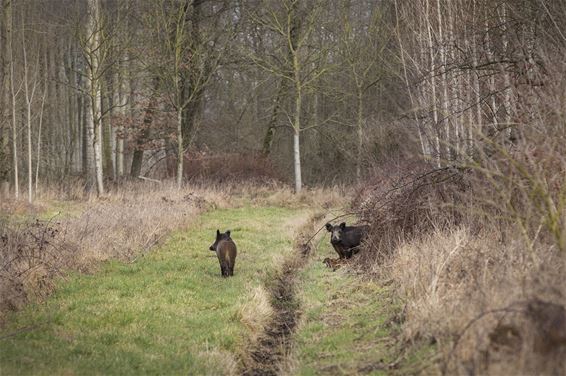 Vandaag in de Kolonie - Lommel