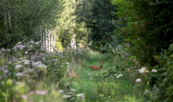 Vandaag in de Kolonie - Lommel