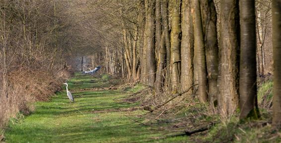 Vandaag in de Kolonie - Lommel