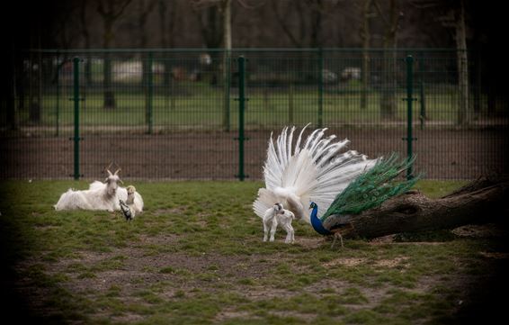 Vandaag in de Kolonie - Lommel