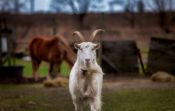 Vandaag in de Nieuwe Vosvijvers - Lommel