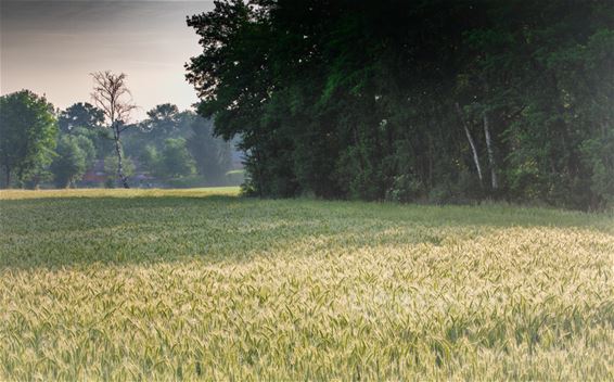 Vandaag In de Putten - Lommel