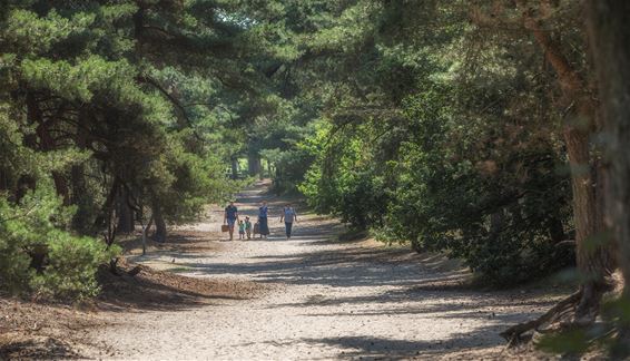 Vandaag in de Sahara - Lommel