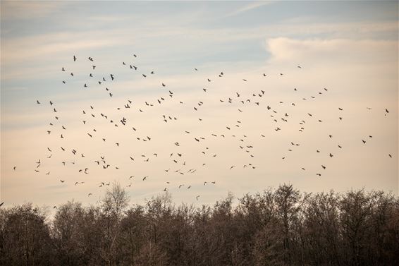 Vandaag in de Vriesputten - Lommel