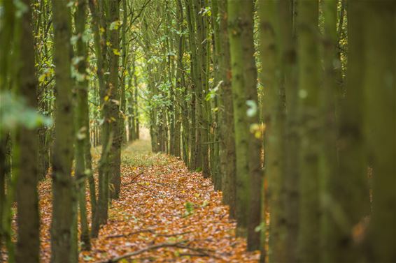 Vandaag in de Waaltjes - Lommel