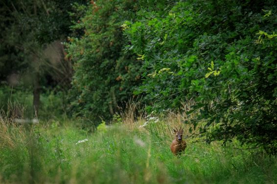 Vandaag in de Wateringen - Lommel