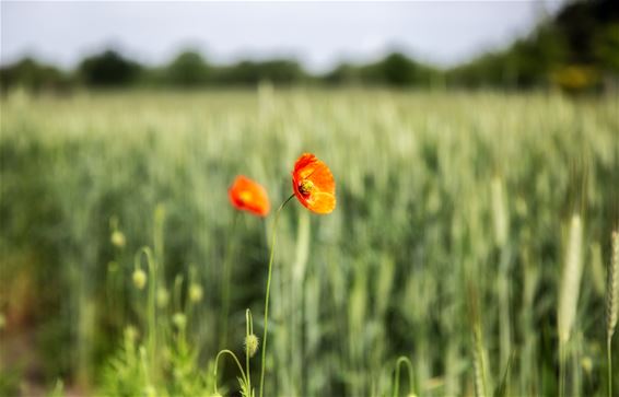 Vandaag in Gelderhorsten - Lommel