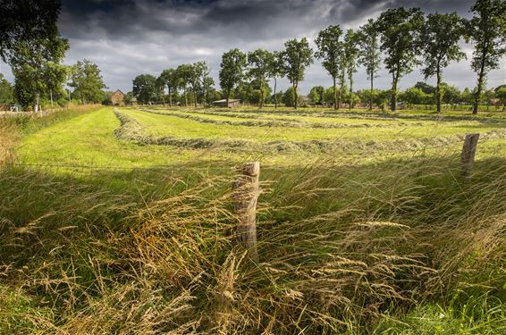 Vandaag in Gelderhorsten - Lommel