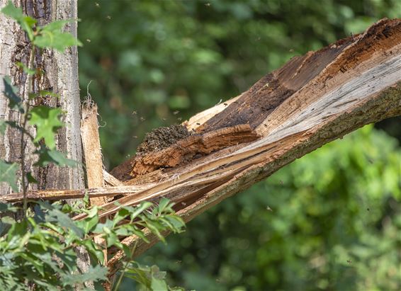 Vandaag in Gelderhorsten - Lommel