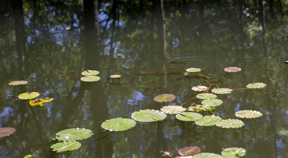 Vandaag in Gelderhorsten - Lommel