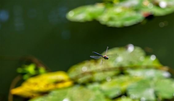 Vandaag in Gelderhorsten - Lommel