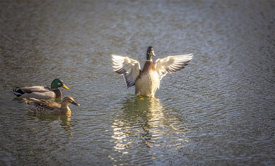 Vandaag in Gelderhorsten - Lommel