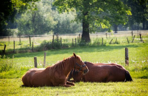 Vandaag in Heide-Heuvel - Lommel