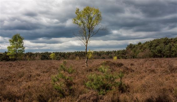 Vandaag in Heide-Heuvel - Lommel