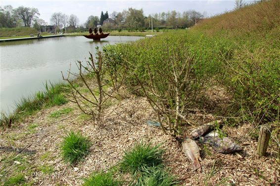 Vandaag in het Barrierspark - Lommel