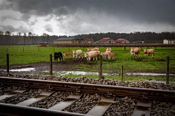 Vandaag in Kattenbos - Lommel