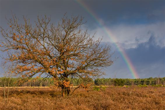 Vandaag in Kattenbos en de Sahara - Lommel