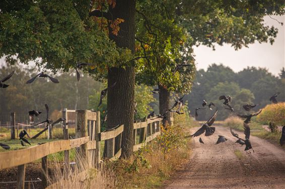 Vandaag in Kattenbos en Gelderhorsten - Lommel