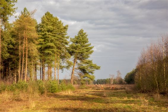 Vandaag in Kattenbosserheide - Lommel