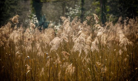 Vandaag in Kerkhoven - Lommel