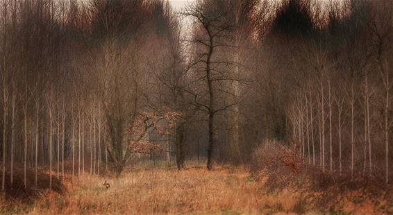 Vandaag in Lommel Kolonie - Lommel