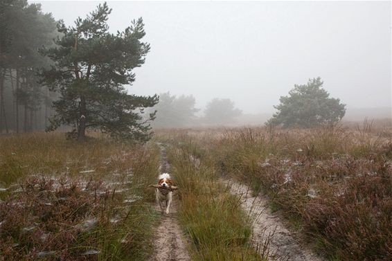 Vandaag is het 'Werelddierendag' - Lommel