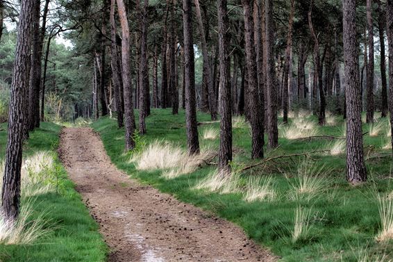 Vandaag op de Blekerheide - Lommel