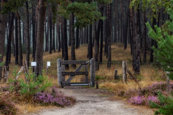 Vandaag op de Blekerheide - Lommel