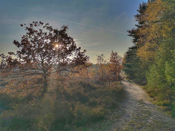 Vandaag op de Kattenbosserheide - Lommel