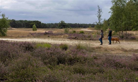 Vandaag op de 'purperen heide' - Lommel