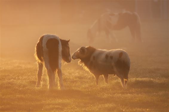 Vandaag tussen Heuvel en Kolonie - Lommel