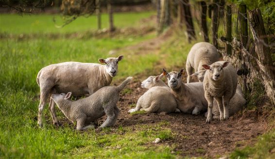 Vandaag tussen Heuvel en Kolonie - Lommel