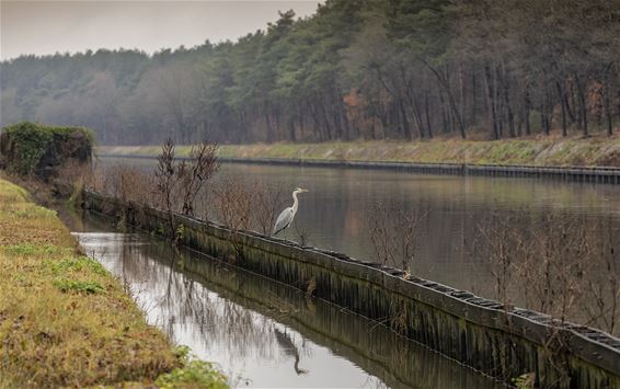 Vandaag vlakbij de wandelbrug - Lommel