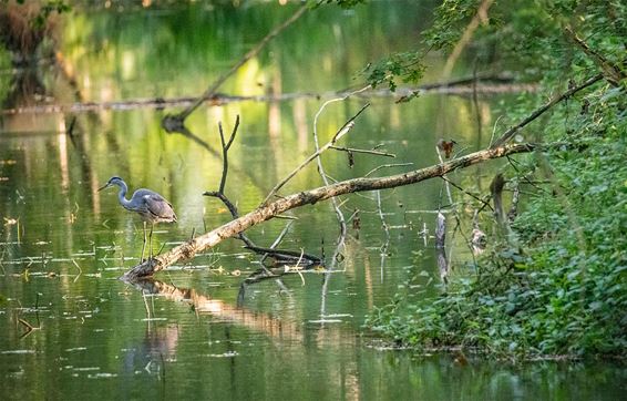 Vanmorgen aan de Grote Fossé - Lommel