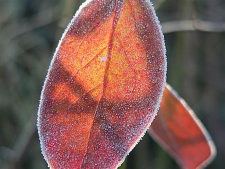 Vanmorgen in de tuin - Overpelt