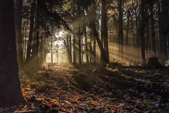 Vanmorgen in het Hobos... - Overpelt