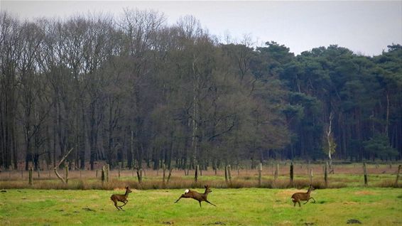 Vanmorgen in het Lindel - Overpelt