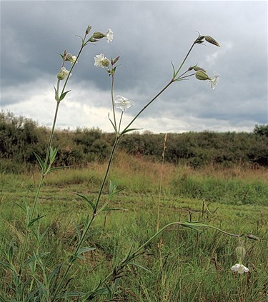 Vanmorgen op de Blekerheide - Lommel