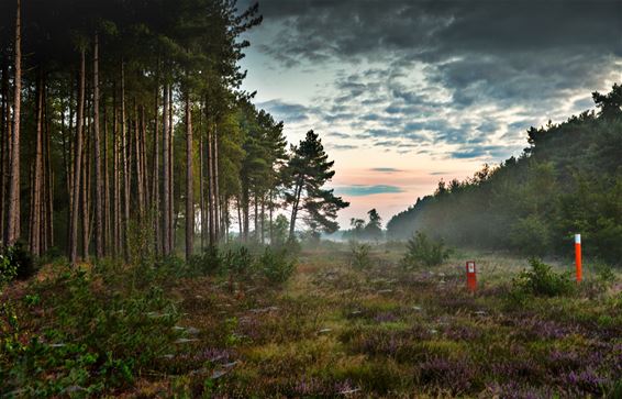 Vanochtend in Kattenbos en Gelderhorsten - Lommel